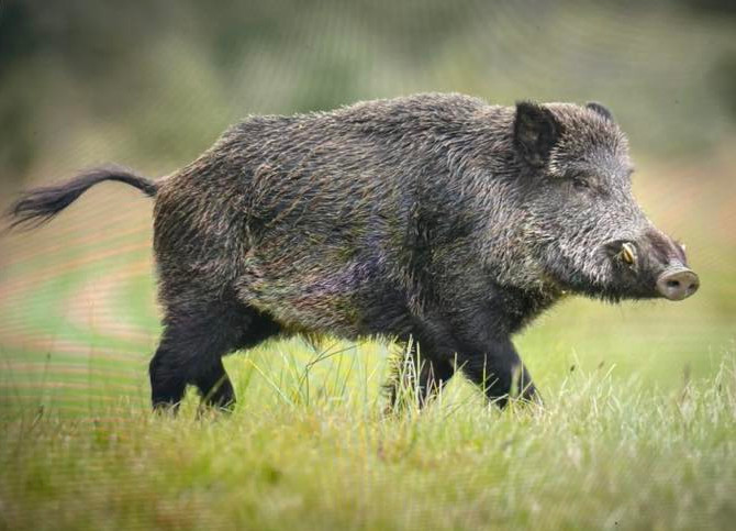 ACCA, Société de Chasse